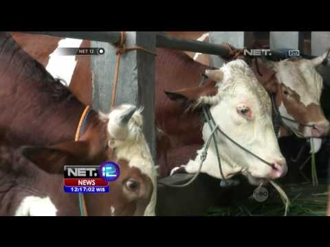 Pedagang & Peternak Keluhkan Gerak Lambat Pemerintah Terkait Permasalahan Harga Daging - NET12