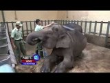 Raflesia, Anak Gajah Sumatera ke-7 di Taman Safari Dua - NET12