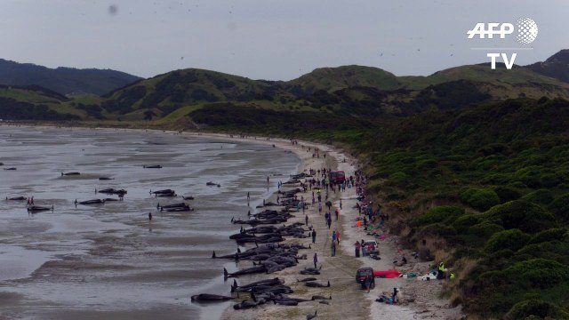 Cientos de ballenas encallan en playa de Nueva Zelanda