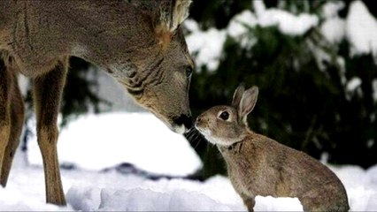 Dans sa maison un grand cerf