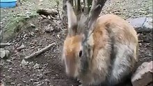 سبحان الله