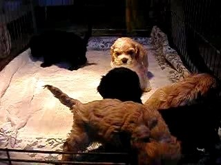 DSCN5357 CHIOTS MILKA TWIST 3 SEMAINES 2