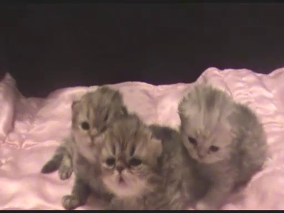 Chaton