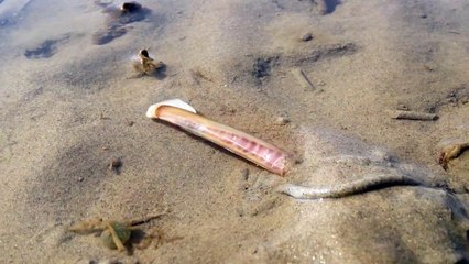 Ce scientifique tombe sur un couteau dans l'eau, mais quand il voit ce phénomène, il est obligé de filmer la scène !