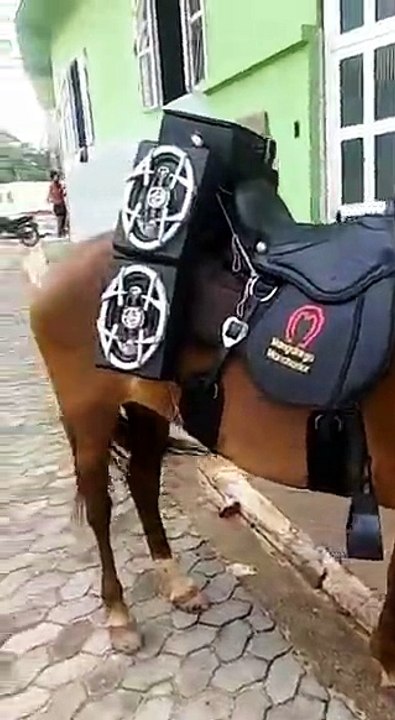 CAVALHOS DO SOM