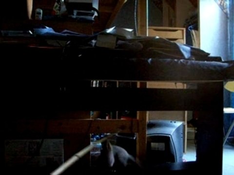 Des plumes, des plumes...