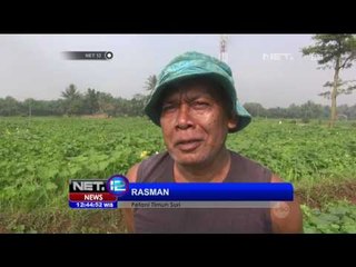 Keberkahan Bulan Ramadhan Terpancar di Senyum Para Petani Buah - NET12