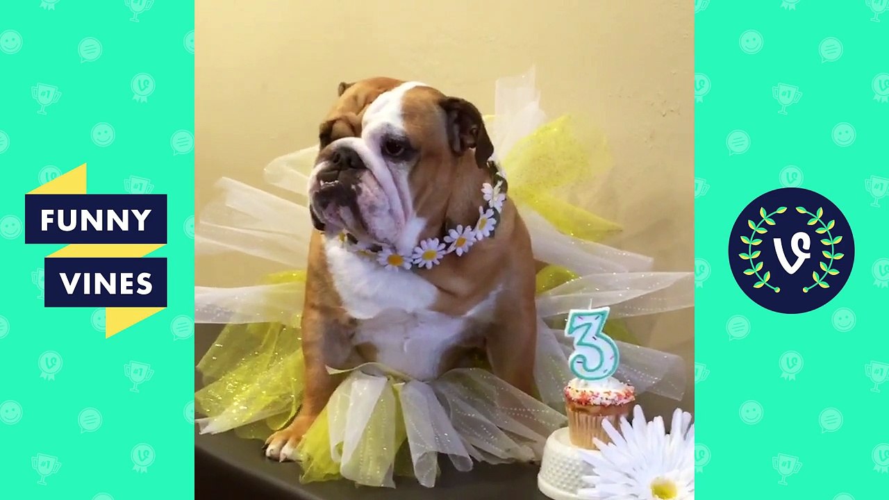 Try Not To Laugh or Grin - Funny Pet Video Compilation February 2017-LIDGr1hWinE