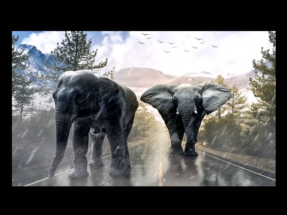 Funny Elephant Couple on Street (কাপ্তাইয়ে হাতির অবাধ বিচরণ)