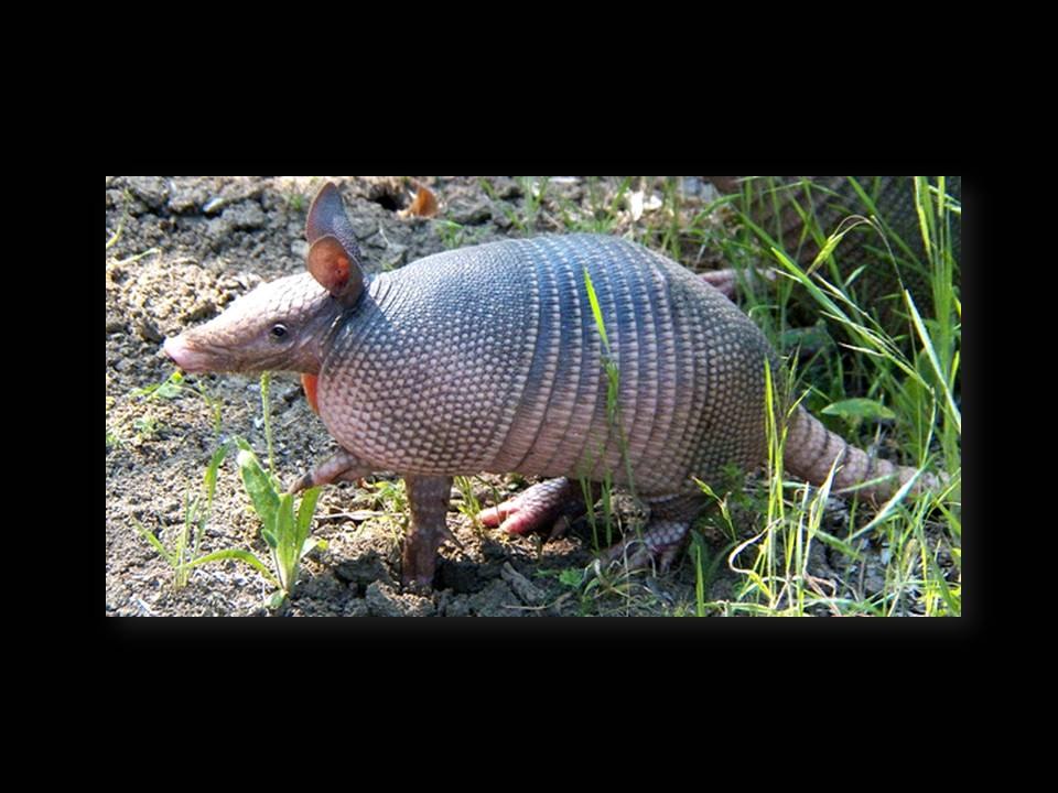 Cute Armadillo (Rare and Endangered)