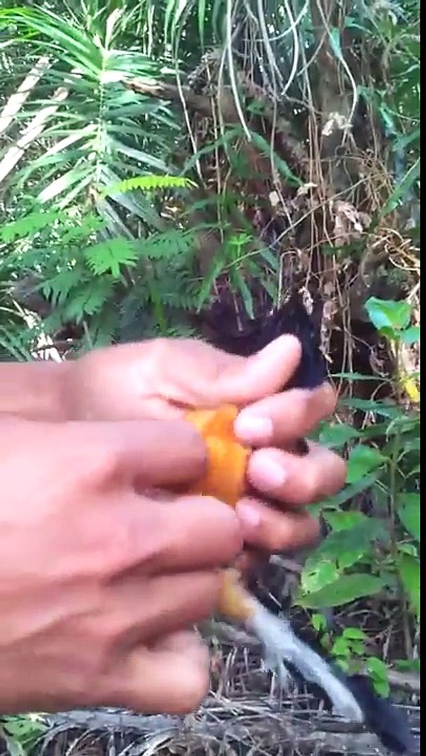 Berburu Menangkap Murai Batu Kepala Putih Di Hutan Video Dailymotion