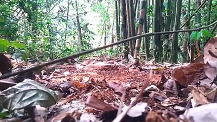 cara mudah berburu murai batu di hutan-dari malaysia