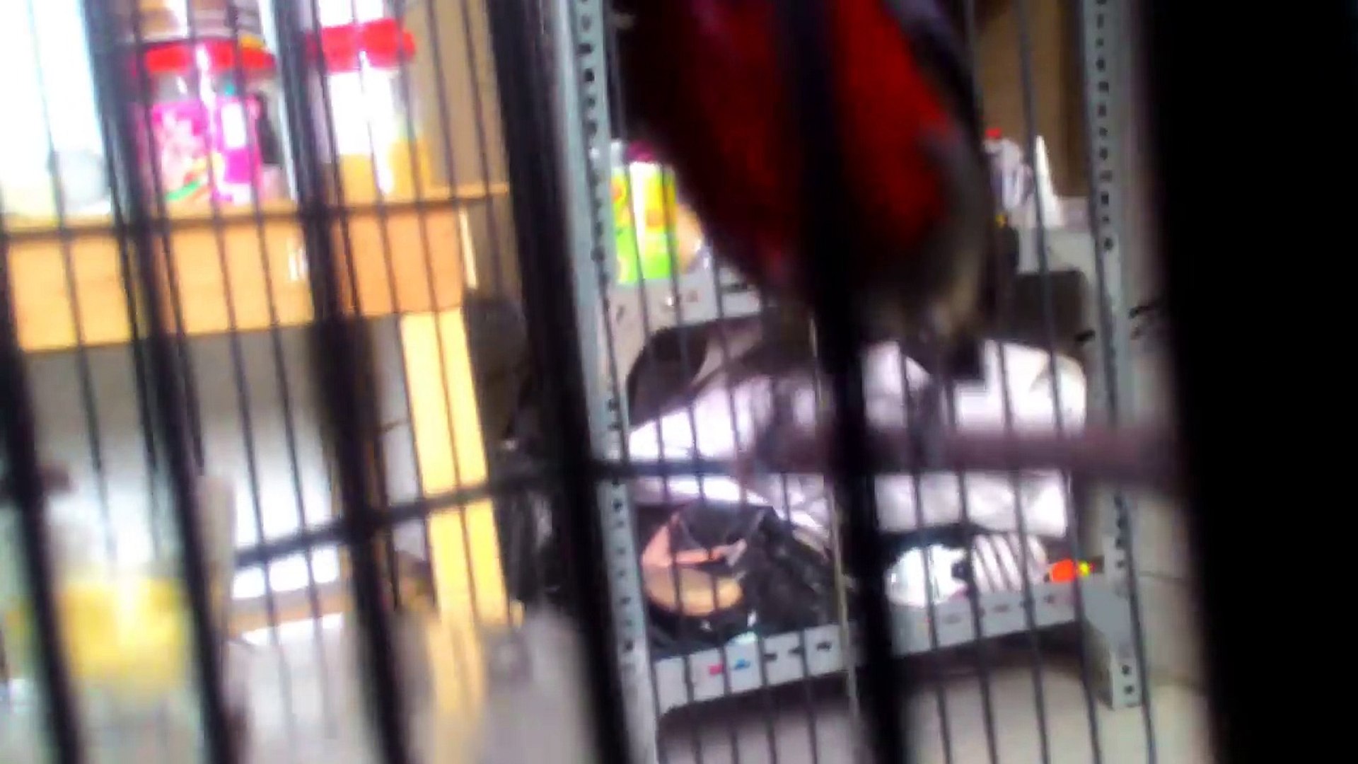 Kolibri Ninja Dada Merah Gacor Ngobra Video Dailymotion