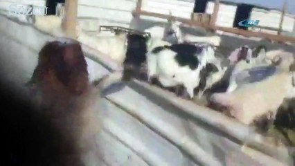 Kuzudan korkan koyunlar güldürdü