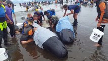 Farewell Spit whale stranding