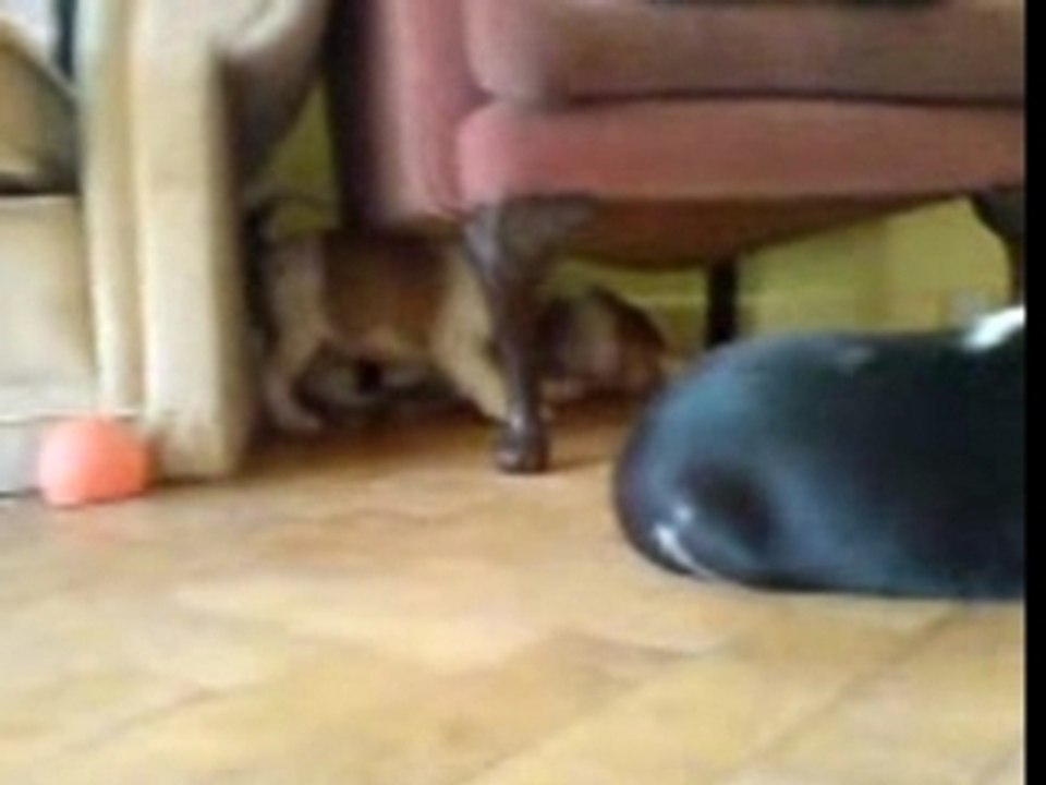 puppies