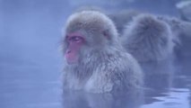 Snow Monkeys Meditating in a Hot Spring in Jigokudani, Japan