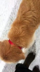 Ce chien aveugle découvre la neige... Adorable