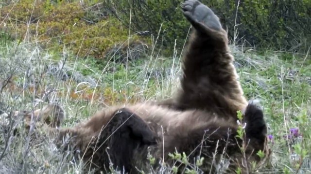 Quand t'as la jambe qui gratte... Trop mignon l'ours