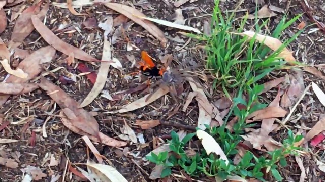 En australie y'a bien pire que les araignées géantes... La preuve
