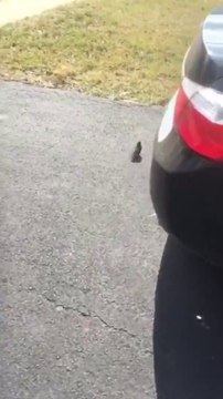 Amitié insolite entre un homme et un oiseau