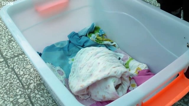 Newborn Panda Reunited With Mother - Panda Babies