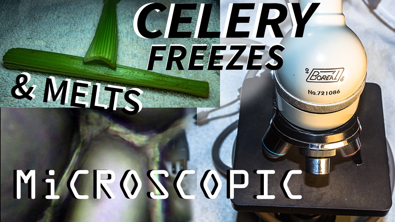 Killer Frost Destroys Celery Under The Microscope