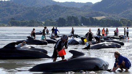 Nuova Zelanda, le balene spiaggiate lottano per tornare in acqua