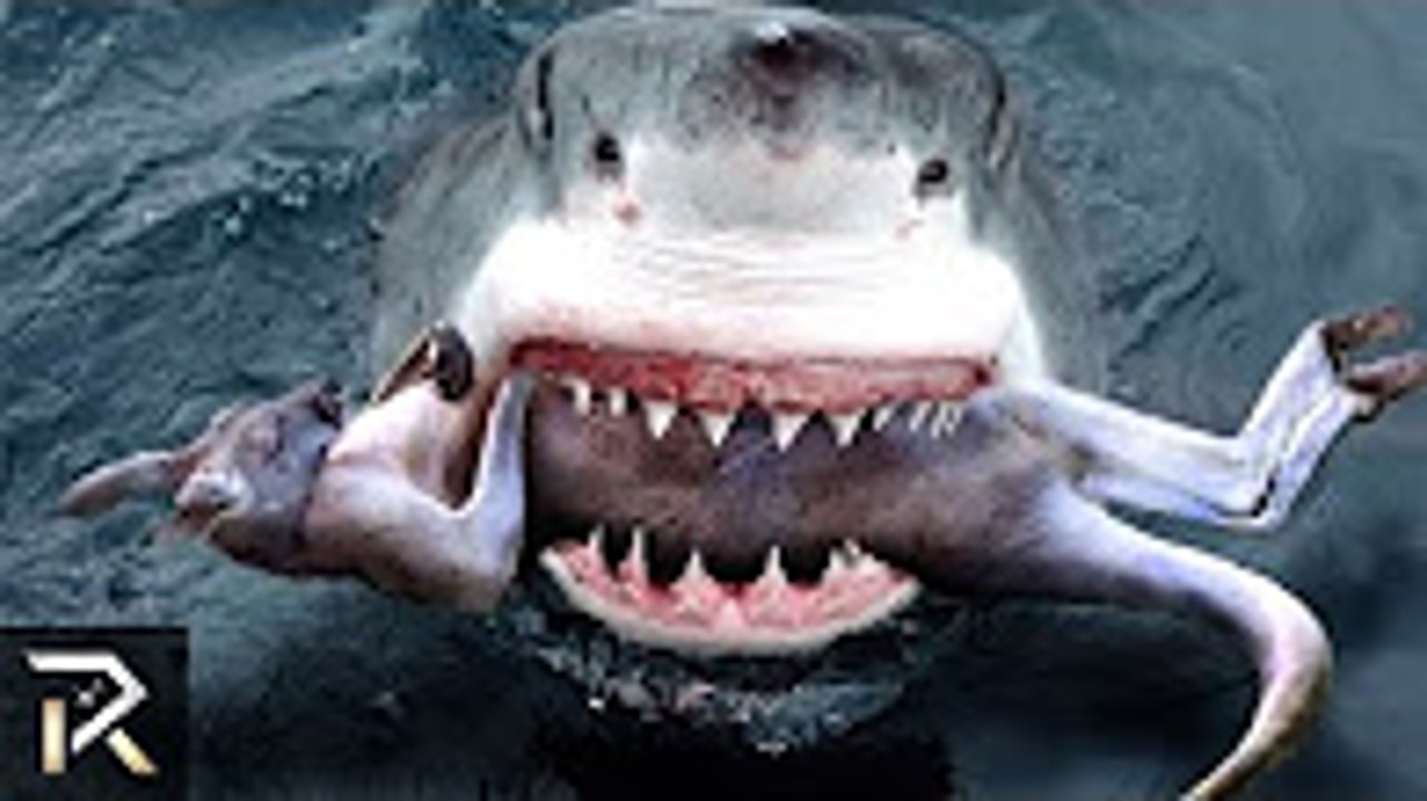 The Most Dangerous Creatures Down South