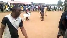 The Rams Champion Fight