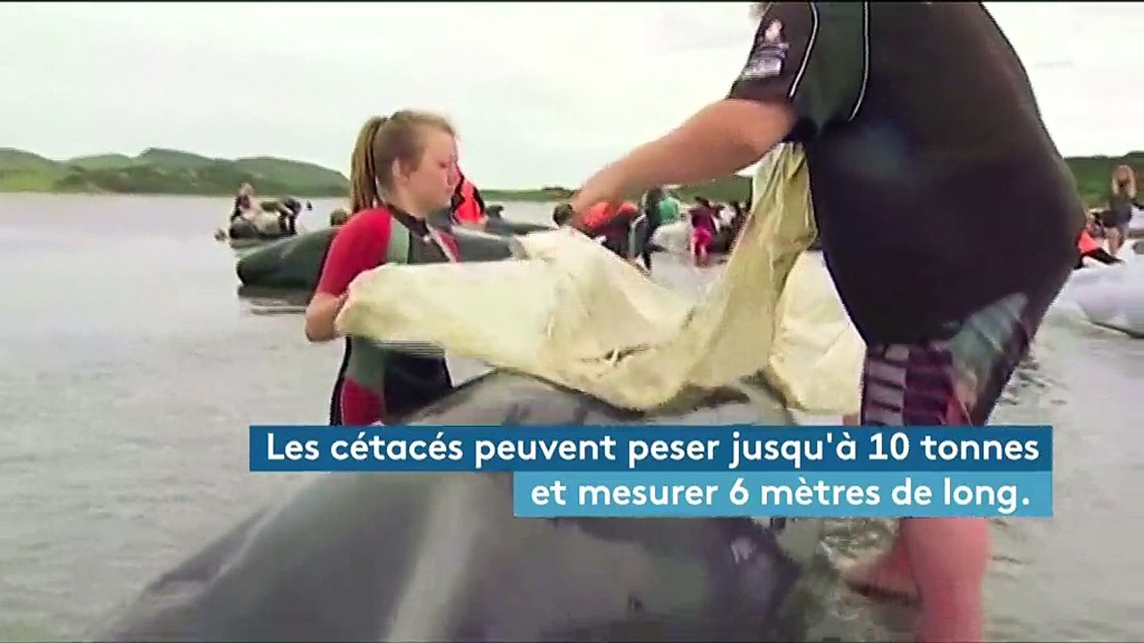 Nouvelle-Zélande : des centaines de baleines s'échouent sur une plage
