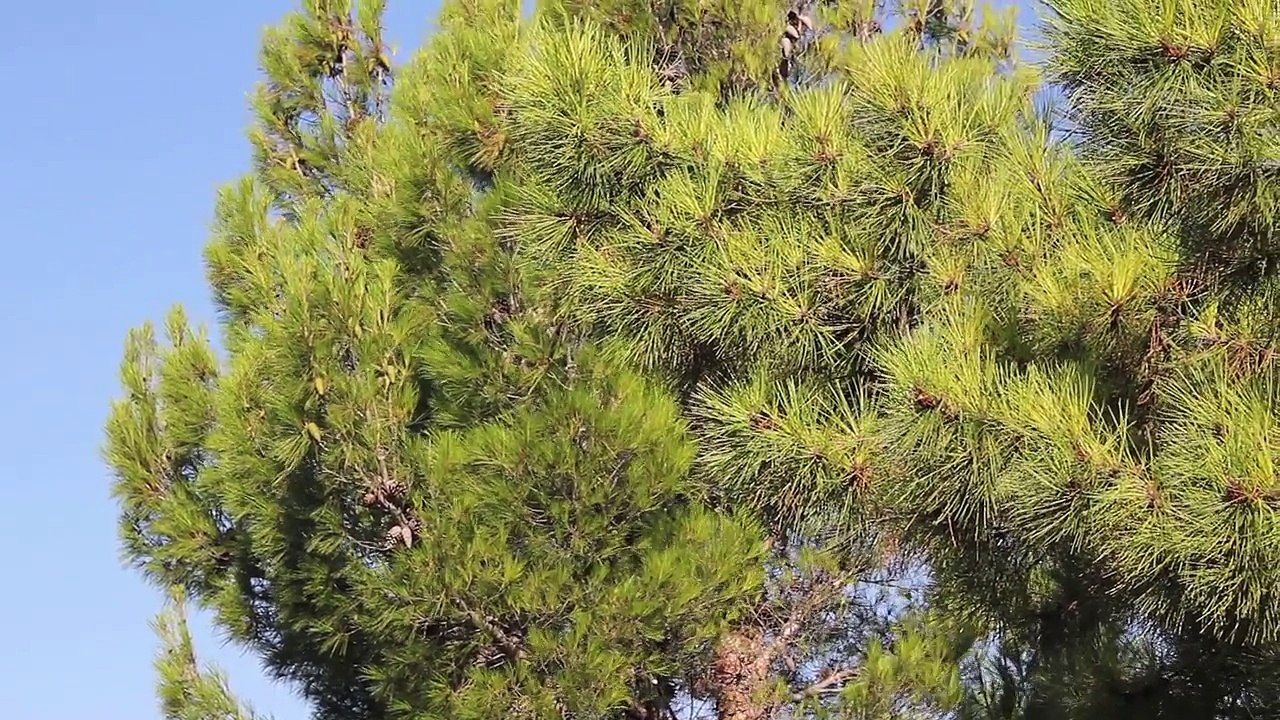 Spirit Sound Kroatien Folge 16 /Full Film/Complete Movie/Ganzer Film