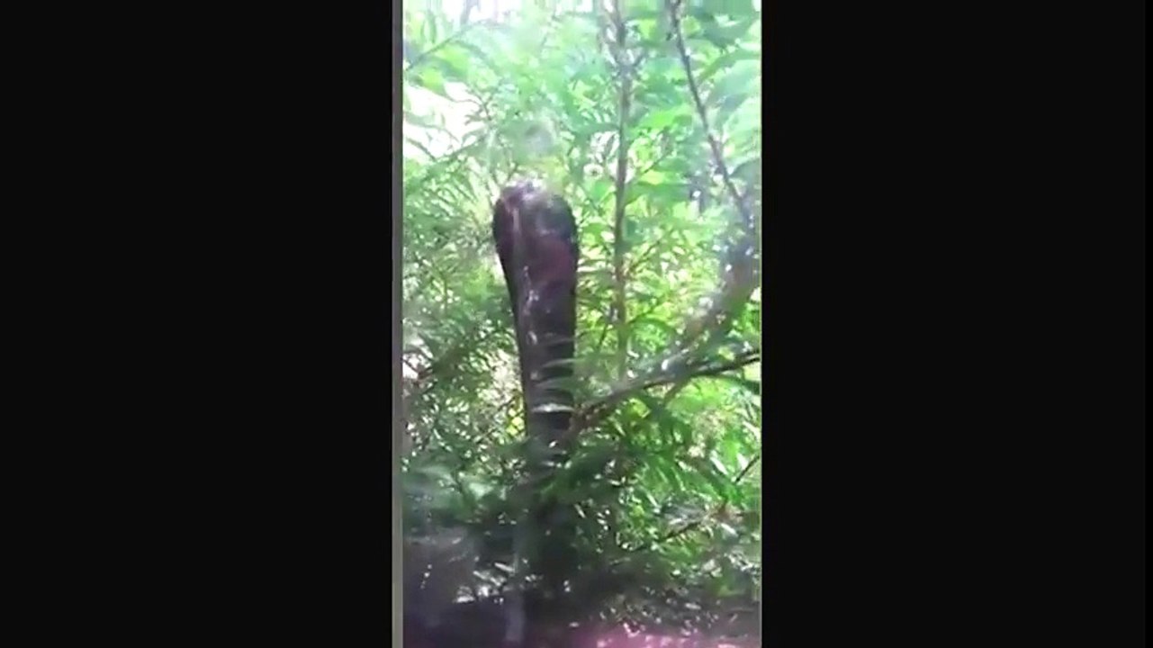 Terrifying Wild cobra headbutts window to try and get to three kittens