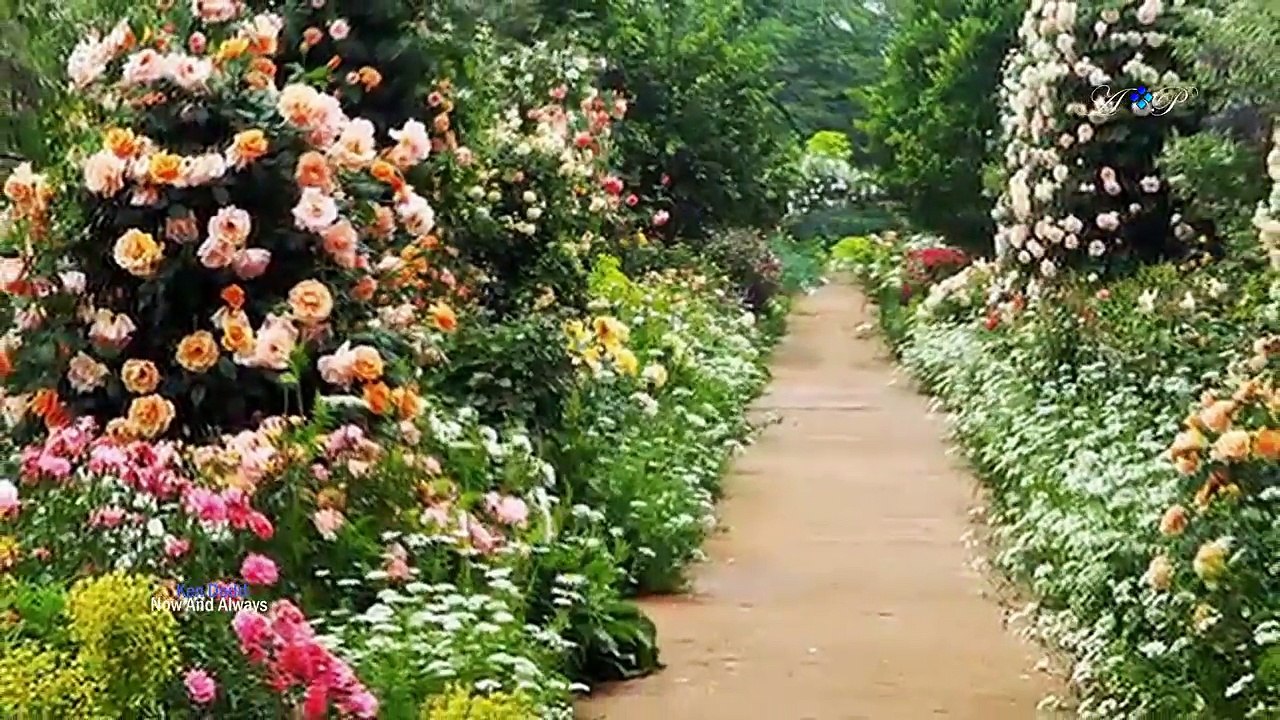 I Love You Now And Always  Happy Valentine's Day -q4g8yTouv00-HD