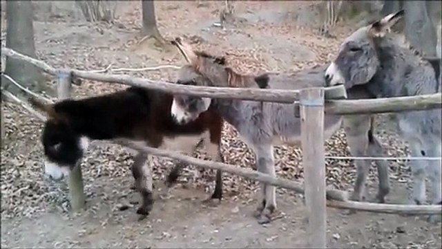 Il y a des ânes plus intelligents que d'autres ânes...