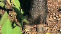 San Diego Zoo Kids - Tapirs
