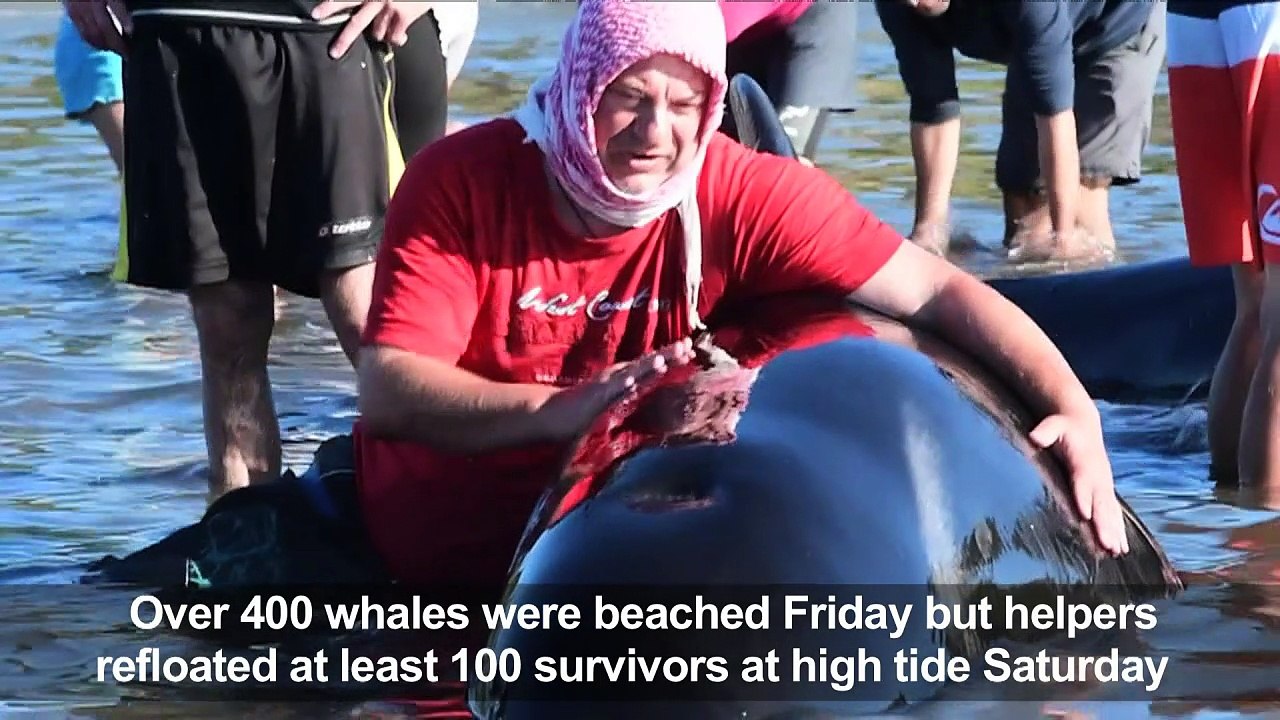 Volunteers try to rescue stranded whales on New Zealand beach
