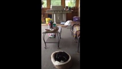 Un beagle fait peur à un chat !