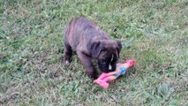 cachorros hijos de CH Marco de Kopader y Ch Eden de los Jereles