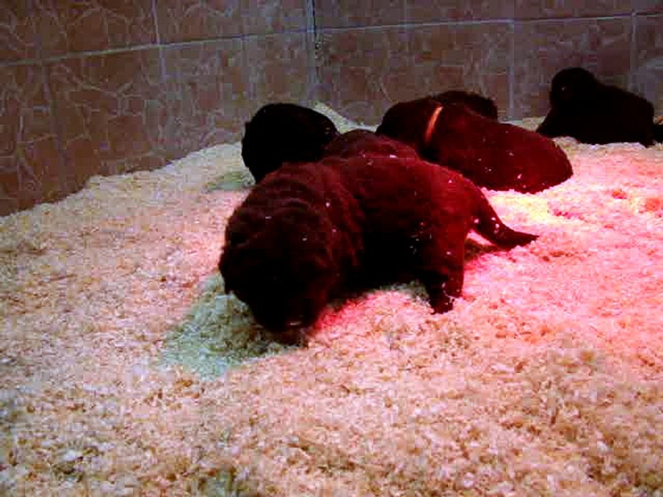 chiots Lylou et Fidji de l"élevage de VALOYAN