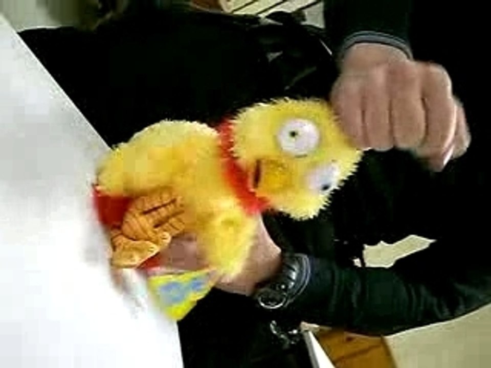 poulet grippe aviaire