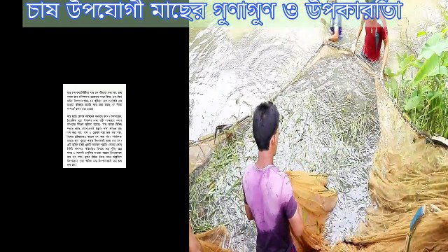 fish farm telapiya fish farm how to make telapiya fish farm.