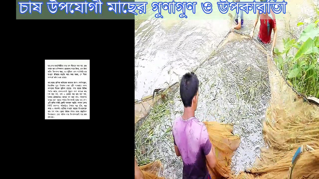 fish farm telapiya fish farm how to make telapiya fish farm.