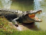 aç timsah ve timsahların iştah kabartma yontemi / Crocodile attack