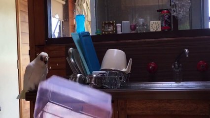Ce perroquet fait la misère à son maître !