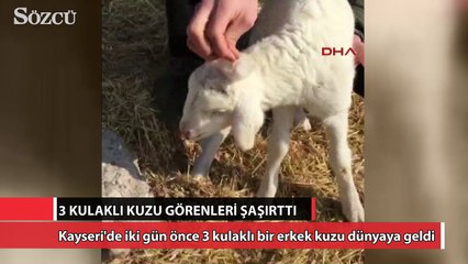 3 Kulaklı Kuzu görenleri şaşırttı