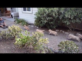 Cet homme se fait attaquer par des bébés Golden Retriever