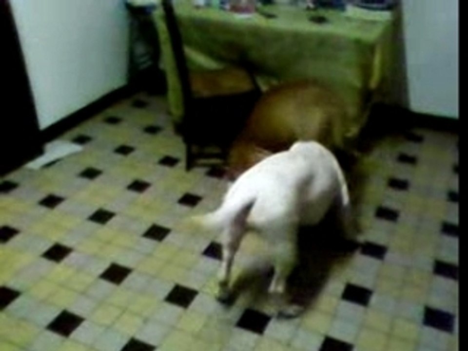 Nikita en blanc et le male Bilou