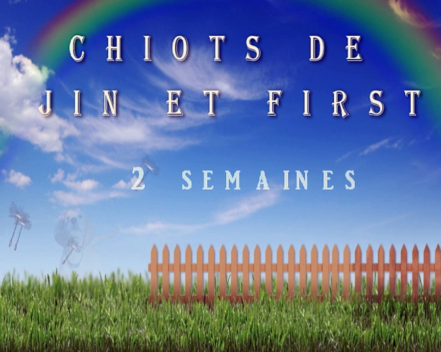 Chiots golden retriever 2 semaines