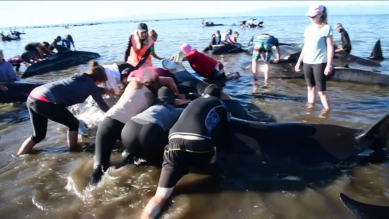 Kampf um gestrandete Wale in Neuseeland